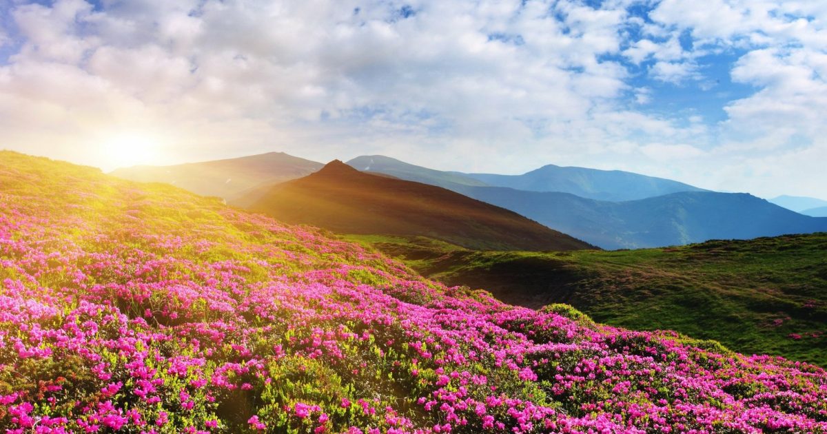 Amgbahisim bonus cevrim sartlari detayli